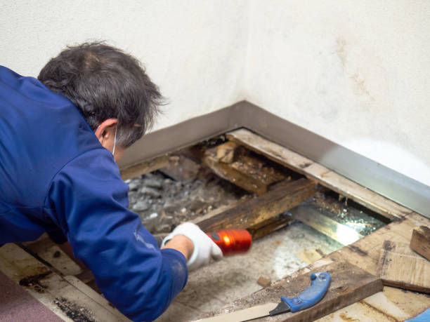 Laguna Vista, TX Mold Remediation Company