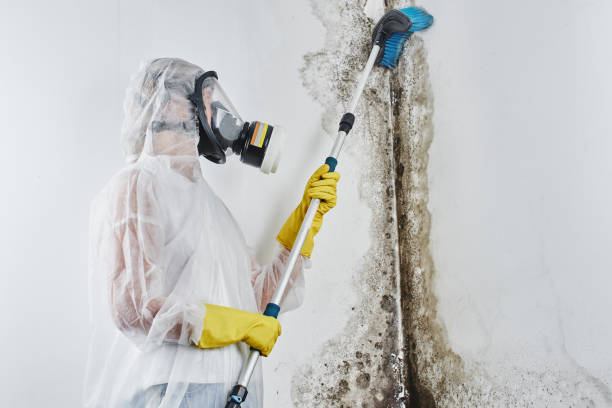 Best Industrial Mold Remediation in Laguna Vista, TX