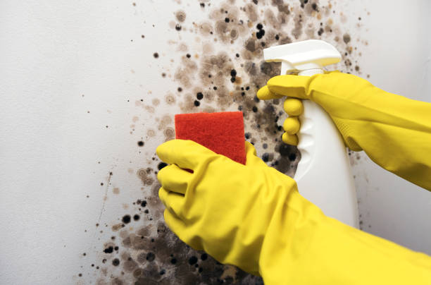 Best Localized Mold Remediation (e.g., coastal areas, humid climates) in Laguna Vista, TX