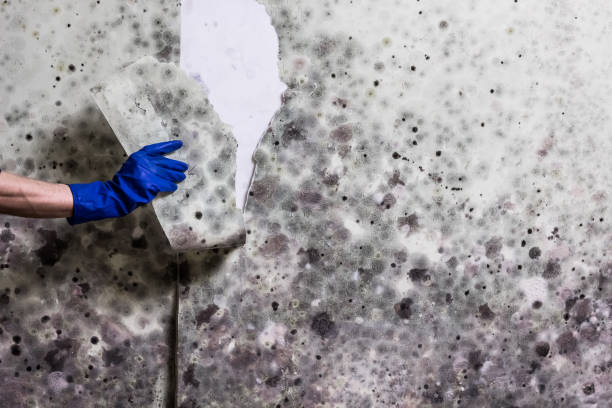 Best Industrial Mold Remediation in Laguna Vista, TX
