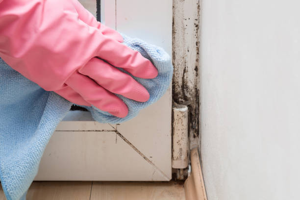 Best Post-Flood Mold Remediation in Laguna Vista, TX
