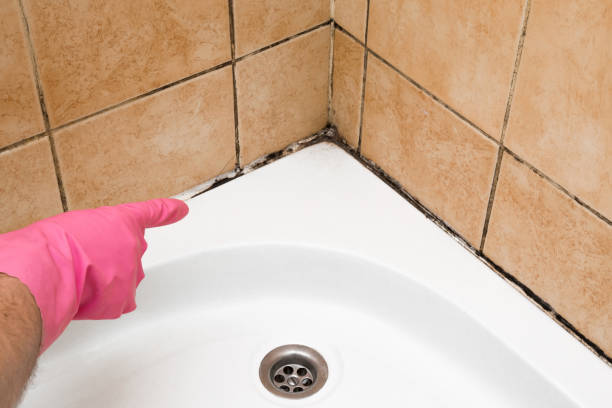 Best Mold Testing and Inspection Services in Laguna Vista, TX